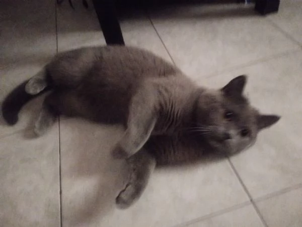 GATTO MERAVIGLIOSO | Foto 2