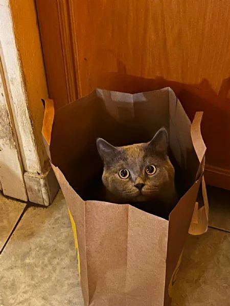 GATTO MERAVIGLIOSO | Foto 1