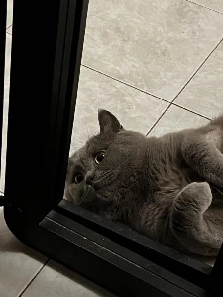 GATTO MERAVIGLIOSO | Foto 0