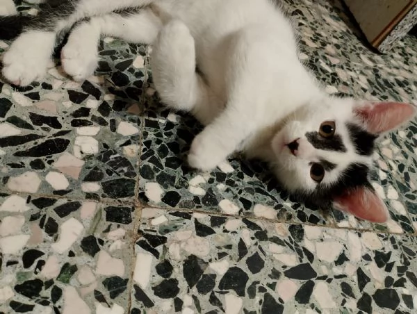 GATTINI MERAVIGLIOSI | Foto 1