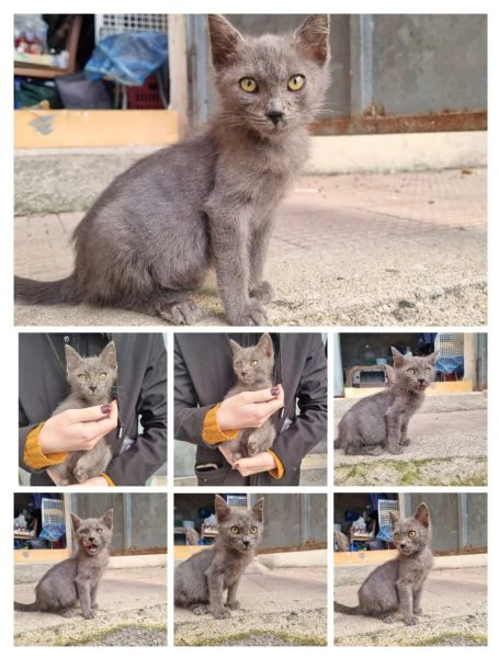 GATTINI AMOREVOLI | Foto 0