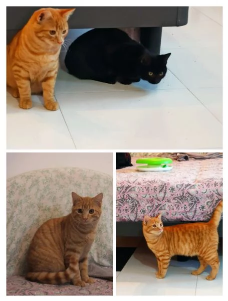 GATTINI DOLCISSIMI | Foto 1