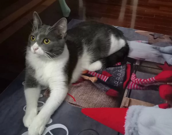 GATTO COCCOLONE  | Foto 4