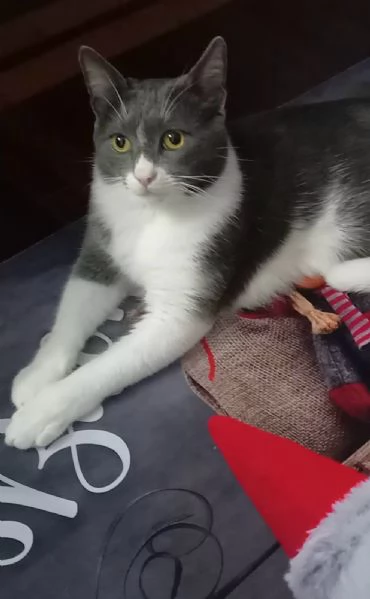 GATTO COCCOLONE  | Foto 3