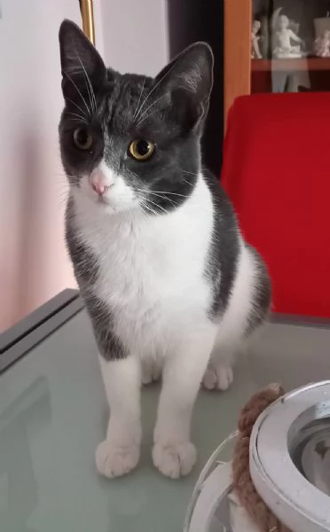GATTO COCCOLONE  | Foto 1
