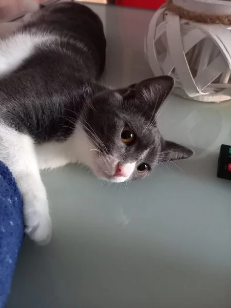 GATTO COCCOLONE  | Foto 0