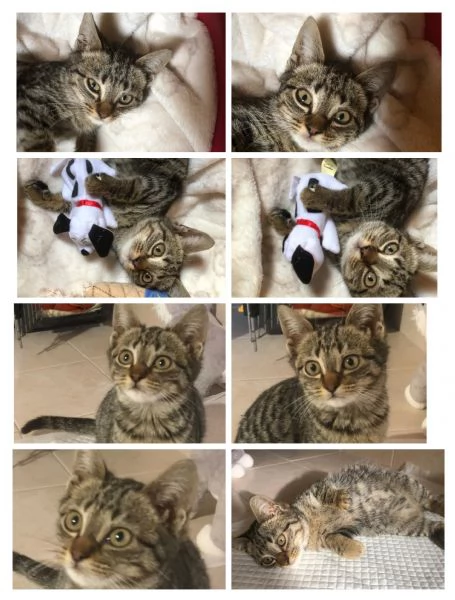 GATTA E GATTINO | Foto 0