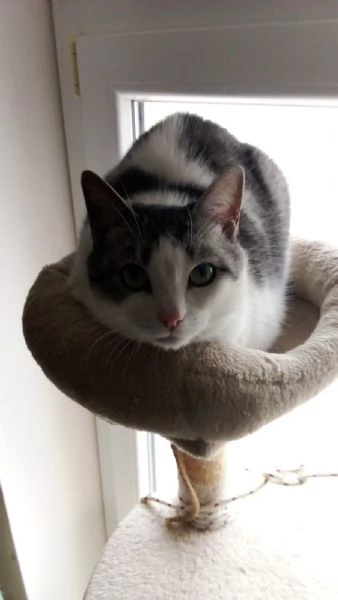 GATTA DOLCISSIMA | Foto 2