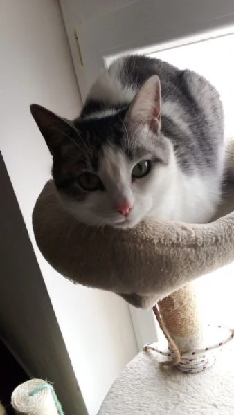 GATTA DOLCISSIMA | Foto 1