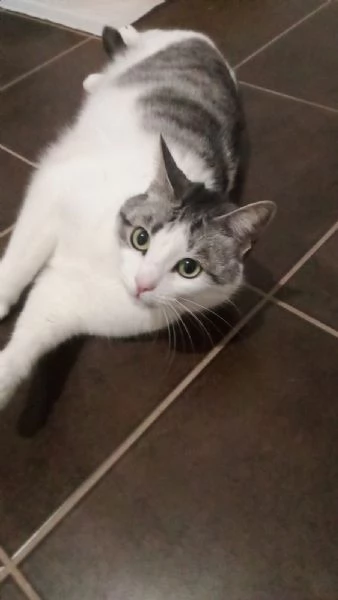 GATTA DOLCISSIMA | Foto 0