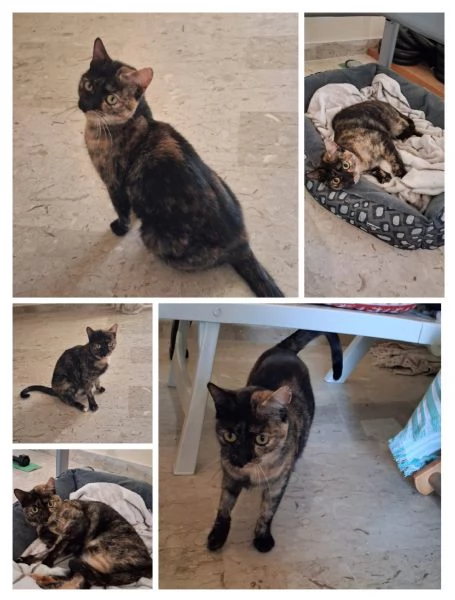 GATTI MERAVIGLIOSI  | Foto 0