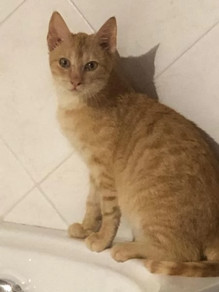 GATTINO COCCOLONE | Foto 6