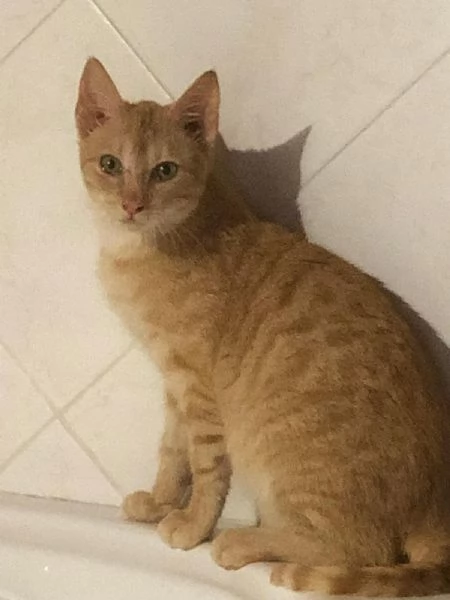 GATTINO COCCOLONE | Foto 5