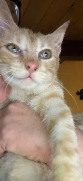 GATTINO COCCOLONE | Foto 4