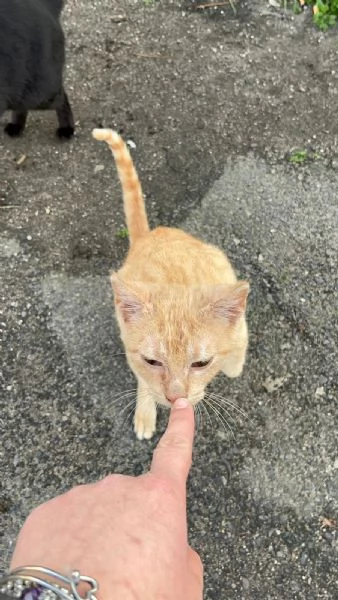 GATTINO COCCOLONE | Foto 3