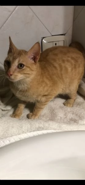 GATTINO COCCOLONE | Foto 1