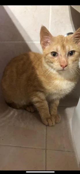 GATTINO COCCOLONE | Foto 0