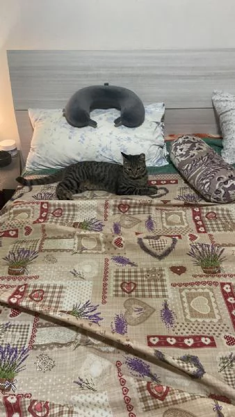 GATTA GIOVANE | Foto 3