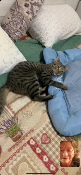 GATTA GIOVANE | Foto 0