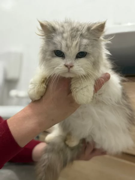 GATTA PERSIANA | Foto 1