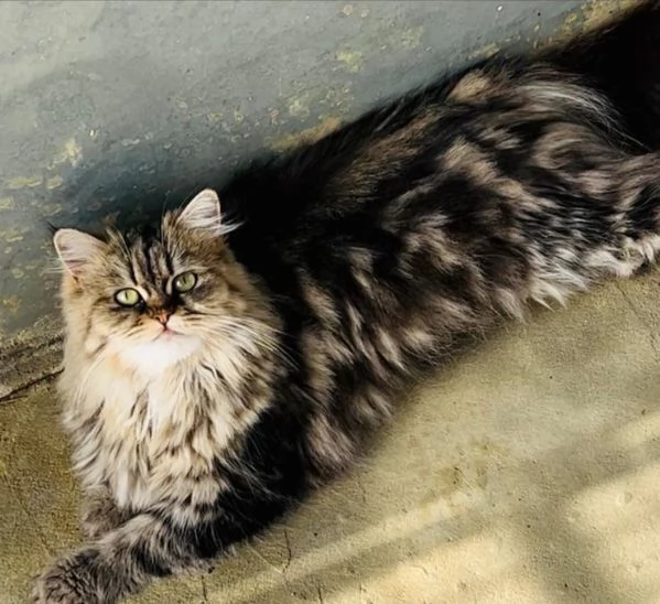 GATTA PERSIANA | Foto 0