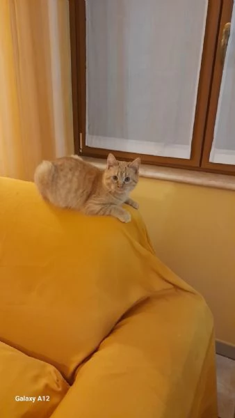 GATTO TIMIDO  | Foto 2