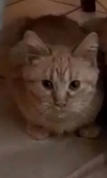 GATTO TIMIDO  | Foto 1