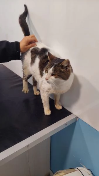 GATTA SPECIALE | Foto 6