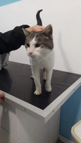 GATTA SPECIALE | Foto 5