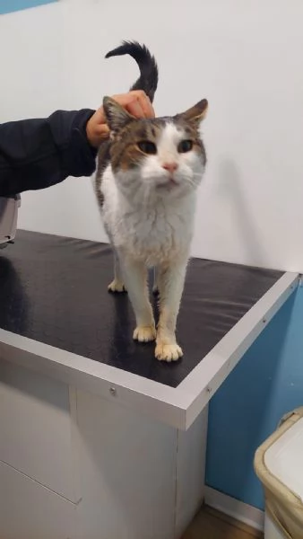 GATTA SPECIALE | Foto 4