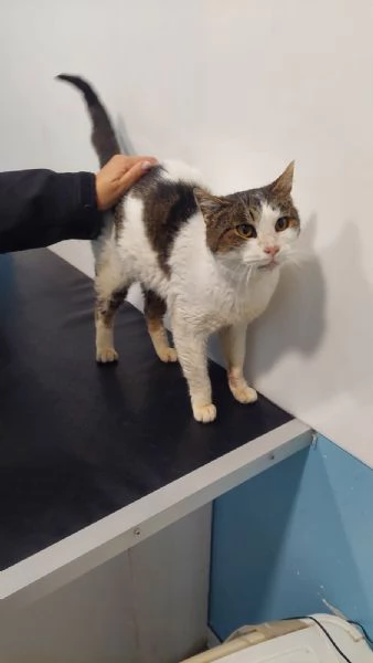 GATTA SPECIALE | Foto 3