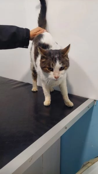 GATTA SPECIALE | Foto 2