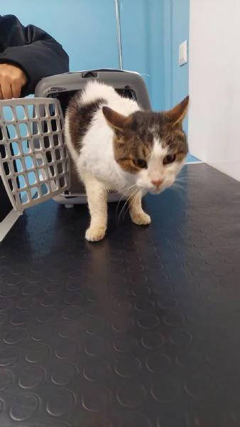 GATTA SPECIALE | Foto 1