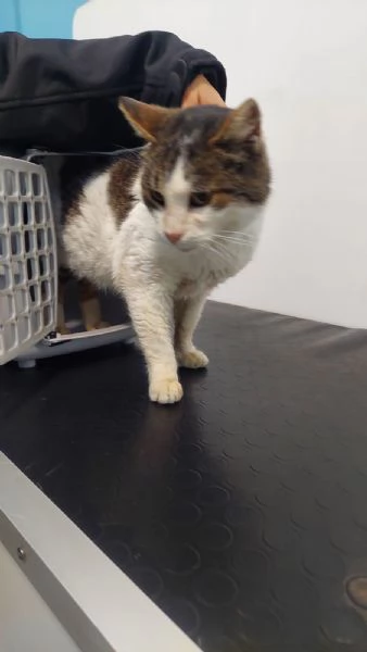 GATTA SPECIALE | Foto 0