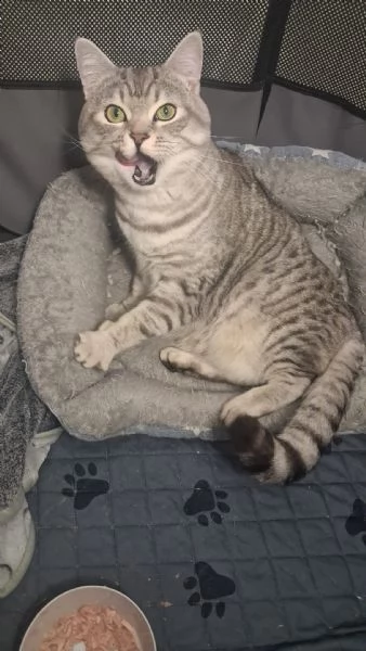 GATTO ADULTO | Foto 2