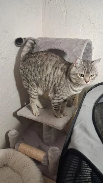 GATTO ADULTO | Foto 1