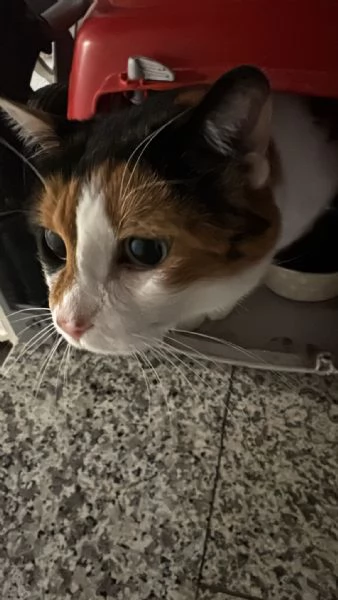 GATTA ANZIANA | Foto 6