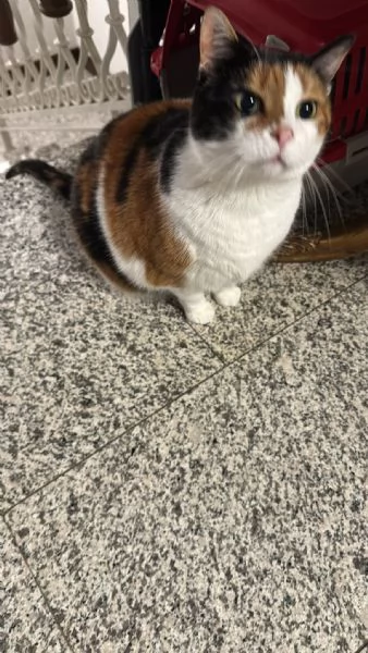 GATTA ANZIANA | Foto 5