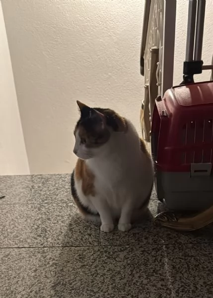 GATTA ANZIANA | Foto 4