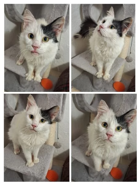 GATTI ADULTI | Foto 0