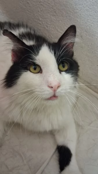 GATTO ADULTO SPECIALE | Foto 3