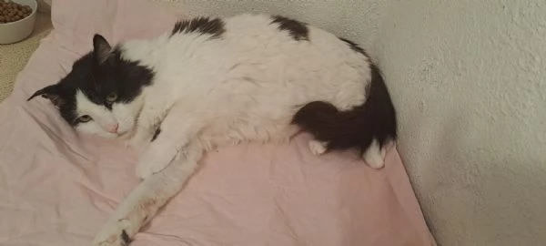 GATTO ADULTO SPECIALE | Foto 2