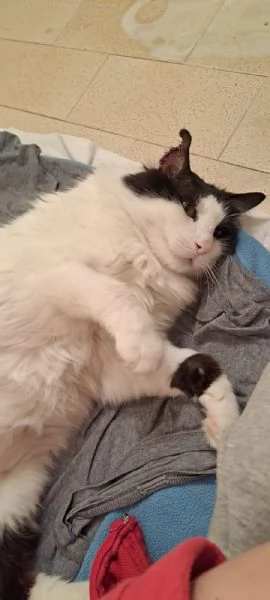 GATTO ADULTO SPECIALE | Foto 1