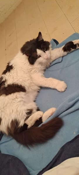 GATTO ADULTO SPECIALE | Foto 0