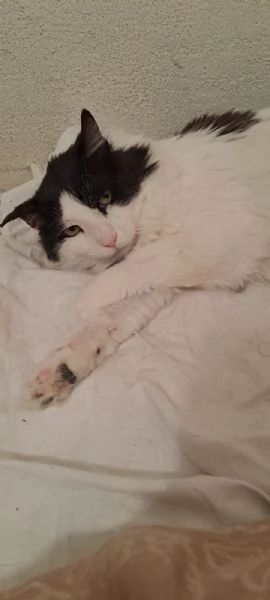 GATTO ADULTO SPECIALE