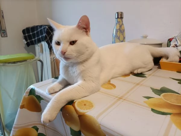GATTO BIANCO | Foto 0