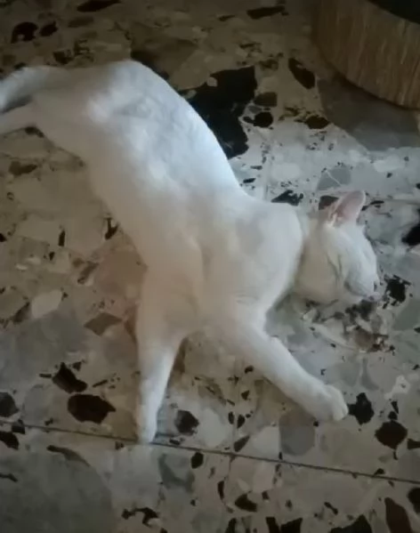 GATTO BIANCO
