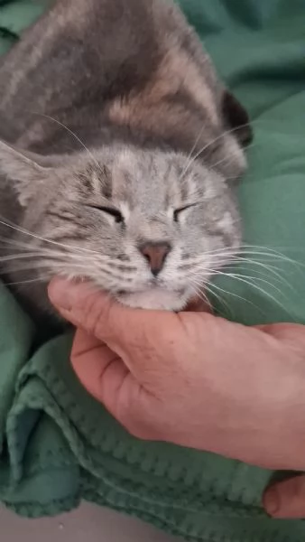 GATTA DOLCISSIMA | Foto 4