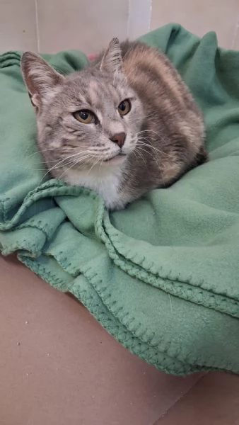 GATTA DOLCISSIMA | Foto 3