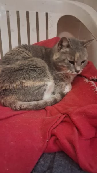 GATTA DOLCISSIMA | Foto 2